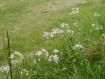 Fiori in localit� Ciani