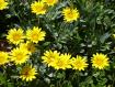 Senecio