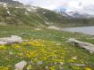 Fiori gialli Montespluga