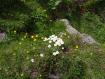 Margheritine in val Bregaglia