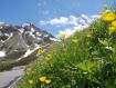 Fiori Splughen Svizzera