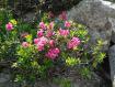 Rododendri a Montespluga