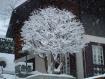 Pianta innevata a Pedesina