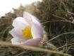 Anemone primaverile Cima lago