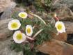 ranuncolo glaciale rif dosd�