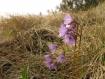 Soldanella alpina al Lago di Culino