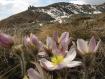 Bouquet di anemoni primaverili ai Tre Cornini