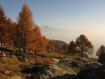 Larici in livrea autunnale Alpe Olano
