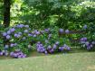 ortensie