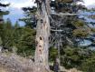 albero del picchio