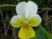 viola del pensiero