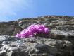 fiore su roccia