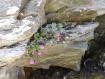 primula alpina