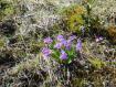 fiori alta montagna