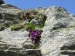 fiori nella roccia