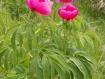 Peonia officinalis Monte Generoso