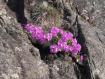Primula irsuta Valfabiolo