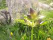 Genziana punteggiata Laghi di Porcile