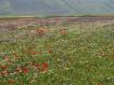 colori di montagna"scattata sugli appennini marchigiani