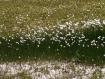 "cotone di montagna" scattata nel territorio di San Giacomo Filippo