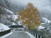 betulla colorata tra la neve