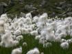 Fiori di "cotone"