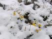 fiorellini sorpresi da una nevicata estiva (sotto la Piazzi)