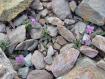 violetta tra i ghiaioni (Pizzo Brunone)