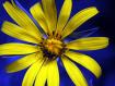 arnica montana