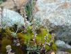 genepi�