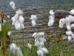 eriophorum al lago Porcile