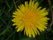 giallo sole