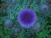 Bellezza e spinosit�