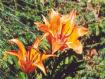 fiori di montagna - giglio