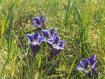 fiori di montagna - genzianella