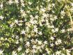 fiori di montagna -