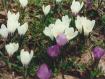 fiori di montagna a