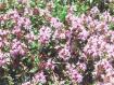 fiori di montagna b