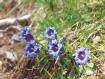 fiori di montagna c
