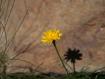 Solitario