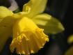 il giallo di Sacco