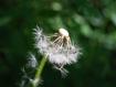 Soffione