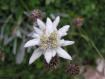 esemplare di stella alpina ritrovata nelle Dolomiti Bellunesi