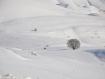 Albero isolato nel bianco candore della neve