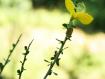 ginestra