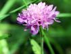 fiore