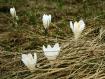 crocus