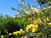 la ginestra in fiore