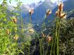 piantaggine lanceolata in fiore