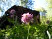 la primavera fiorisce in rosa  (Chignolet, Pedesina)